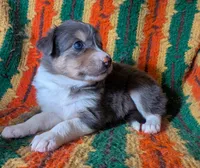 Puppy 1 (Brown Female), a female Border Collie for sale in Westfield, WI – 2 of 10