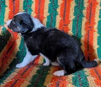 Puppy 6 (Black Male), a male Border Collie for sale in Westfield, WI – 7 of 10