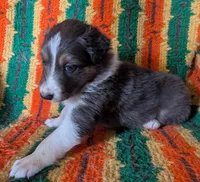 Puppy 2 (Brown Male), a male Border Collie for sale in Westfield, WI – 4 of 10