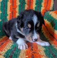 Puppy 5 (Black Male), a male Border Collie for sale in Westfield, WI – 3 of 10