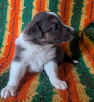 Puppy 2 (Brown Male), a male Border Collie for sale in Westfield, WI – 6 of 10