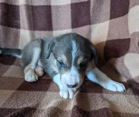 Puppy 9, a female Border Collie for sale in Westfield, WI – Photo 2 of 10