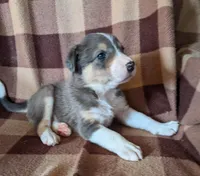 Puppy 9, a female Border Collie for sale in Westfield, WI – Photo 1 of 10