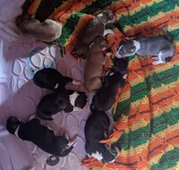 Puppy 9, a female Border Collie for sale in Westfield, WI – Photo 7 of 10