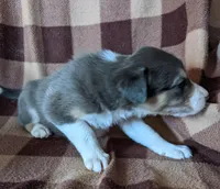 Puppy 9, a female Border Collie for sale in Westfield, WI – Photo 5 of 10