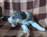 Puppy 9, a female Border Collie for sale in Westfield, WI – Photo 3 of 10