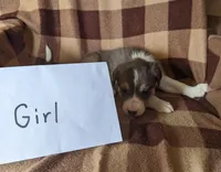 Puppy 9, a female Border Collie for sale in Westfield, WI – Photo 6 of 10