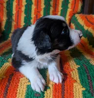 Puppy 6 (Black Male), a male Border Collie for sale in Westfield, WI – 5 of 10