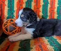 Puppy 4 (Black Female), a female Border Collie for sale in Westfield, WI – 9 of 10