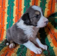 Puppy 3 (Brown Male), a male Border Collie for sale in Westfield, WI – 2 of 9