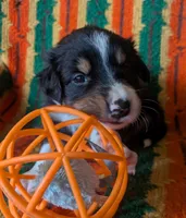 Puppy 5 (Black Male), a male Border Collie for sale in Westfield, WI – 7 of 10