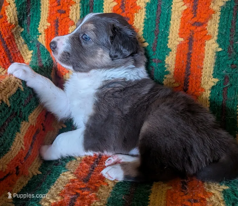 Puppy 2 (Brown Male) – Border Collie puppy for sale in Westfield, WI