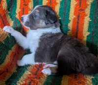 Puppy 2 (Brown Male), a male Border Collie for sale in Westfield, WI – 1 of 10