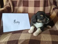 Puppy 1, a male Border Collie for sale in Westfield, WI – Photo 6 of 10