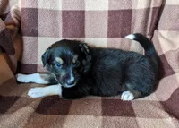 Puppy 1, a male Border Collie for sale in Westfield, WI – Photo 5 of 10