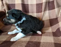 Puppy 1, a male Border Collie for sale in Westfield, WI – Photo 3 of 10