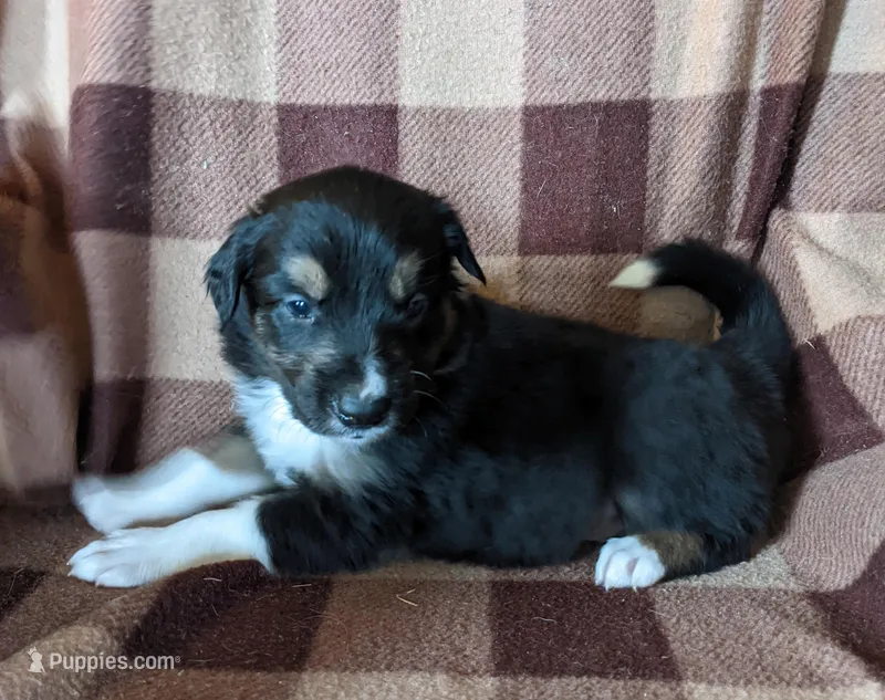 Puppy 1 – Border Collie puppy for sale in Westfield, WI