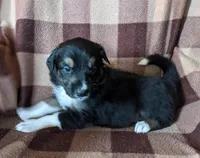 Puppy 1, a male Border Collie for sale in Westfield, WI – Photo 1 of 10