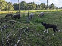 Puppy 1, a male Border Collie for sale in Westfield, WI – Photo 8 of 10