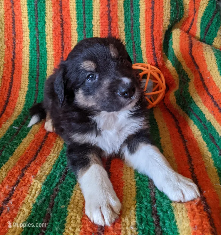 Puppy 1 – Border Collie puppy for sale in Westfield, WI