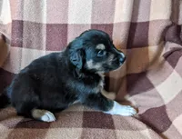 Puppy 1, a male Border Collie for sale in Westfield, WI – Photo 4 of 10