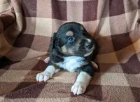 Puppy 1, a male Border Collie for sale in Westfield, WI – Photo 2 of 10