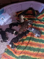 Puppy 1, a male Border Collie for sale in Westfield, WI – Photo 7 of 10