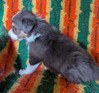 Puppy 3 (Brown Male), a male Border Collie for sale in Westfield, WI – 4 of 9