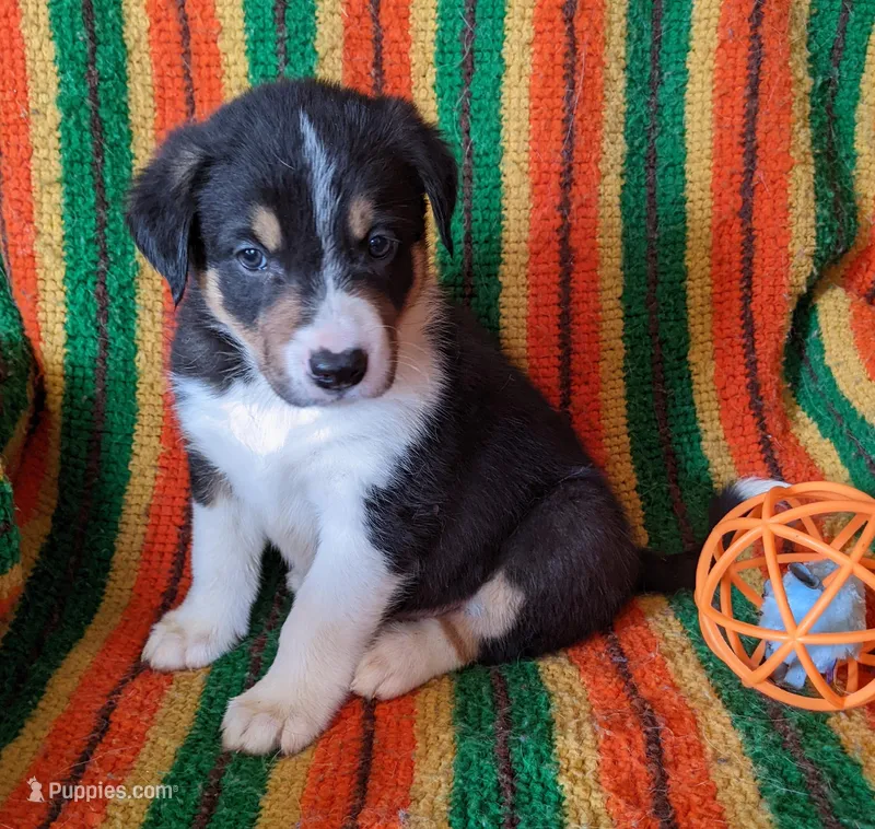 Puppy 4 – Border Collie puppy for sale in Westfield, WI