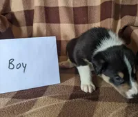 Puppy 4, a male Border Collie for sale in Westfield, WI – Photo 6 of 10