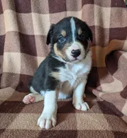 Puppy 4, a male Border Collie for sale in Westfield, WI – Photo 2 of 10