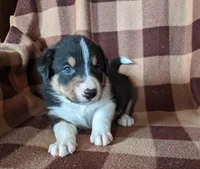 Puppy 4, a male Border Collie for sale in Westfield, WI – Photo 4 of 10