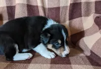 Puppy 4, a male Border Collie for sale in Westfield, WI – Photo 3 of 10