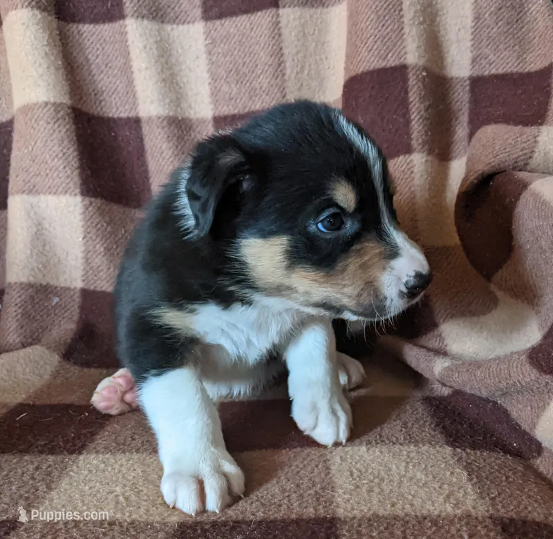 Puppy 4 – Border Collie puppy for sale in Westfield, WI