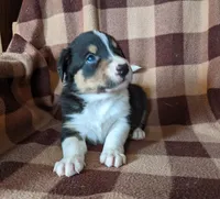 Puppy 4, a male Border Collie for sale in Westfield, WI – Photo 5 of 10