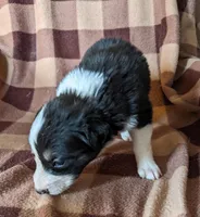 Puppy 5, a female Border Collie for sale in Westfield, WI – Photo 3 of 10