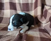 Puppy 5, a female Border Collie for sale in Westfield, WI – Photo 5 of 10