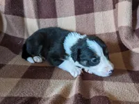 Puppy 5, a female Border Collie for sale in Westfield, WI – Photo 2 of 10