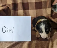 Puppy 5, a female Border Collie for sale in Westfield, WI – Photo 6 of 10