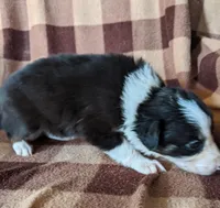 Puppy 5, a female Border Collie for sale in Westfield, WI – Photo 4 of 10