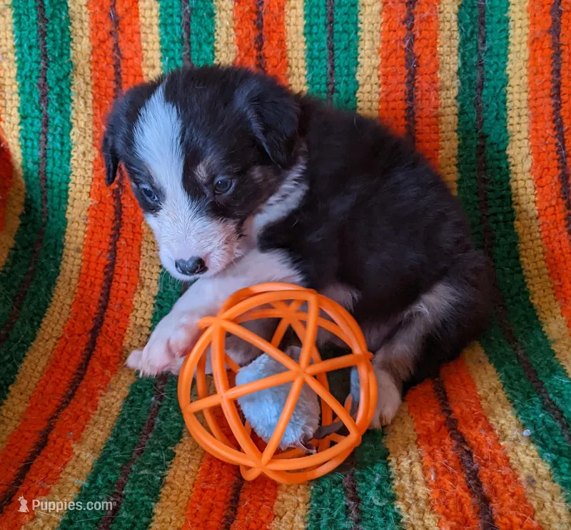 Puppy 5 – Border Collie puppy on hold in Westfield, WI