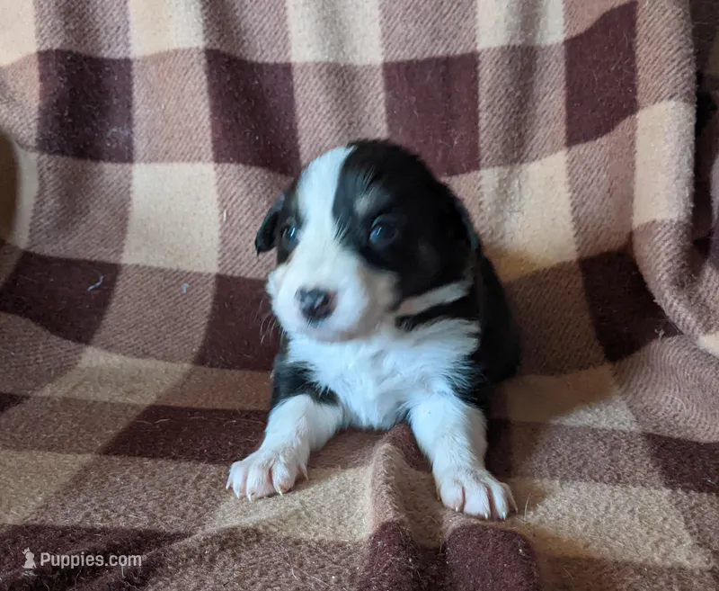 Puppy 5 – Border Collie puppy for sale in Westfield, WI