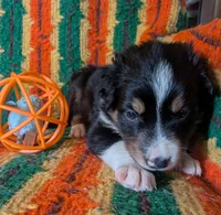 Puppy 5 (Black Male), a male Border Collie for sale in Westfield, WI – 4 of 10