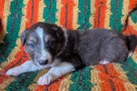 Puppy 2 (Brown Male), a male Border Collie for sale in Westfield, WI – 2 of 10