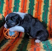 Puppy 6 (Black Male), a male Border Collie for sale in Westfield, WI – 8 of 10