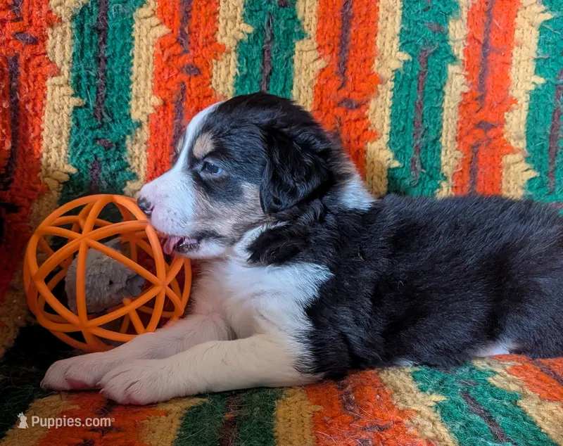 Puppy 4 (Black Female) – Border Collie puppy for sale in Westfield, WI