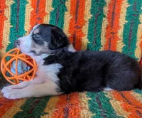 Puppy 4 (Black Female), a female Border Collie for sale in Westfield, WI – 5 of 10