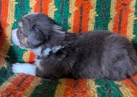 Puppy 3 (Brown Male), a male Border Collie for sale in Westfield, WI – 9 of 9