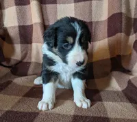 Puppy 3, a female Border Collie for sale in Westfield, WI – Photo 1 of 10