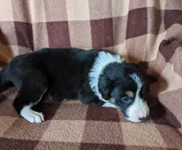 Puppy 3, a female Border Collie for sale in Westfield, WI – Photo 3 of 10